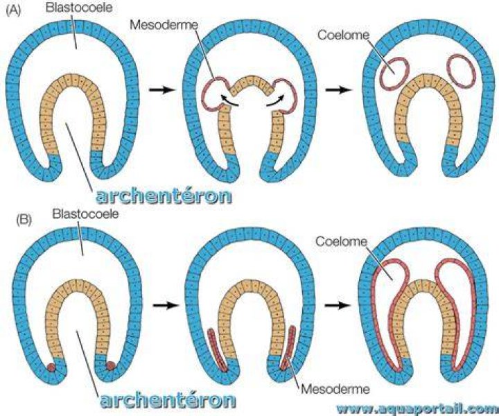 What is significance of archenteron?