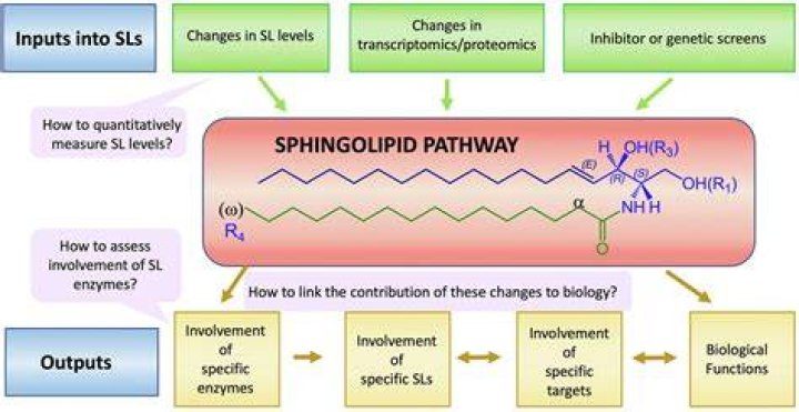 What is sphingolipid metabolism?