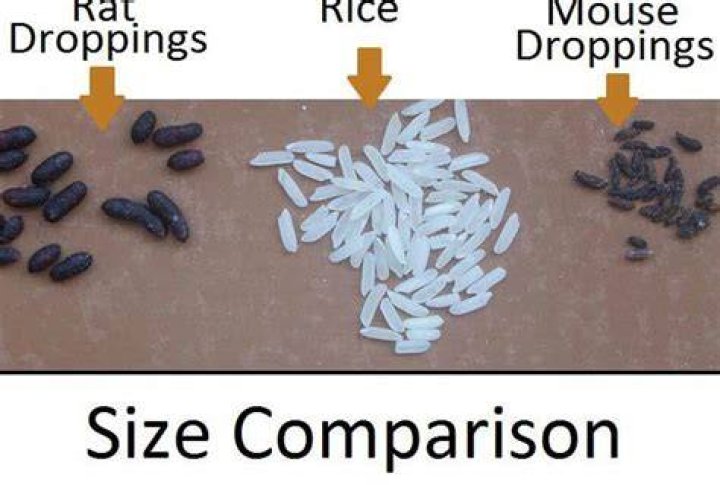 What is the acceptable amount of rat feces in food?
