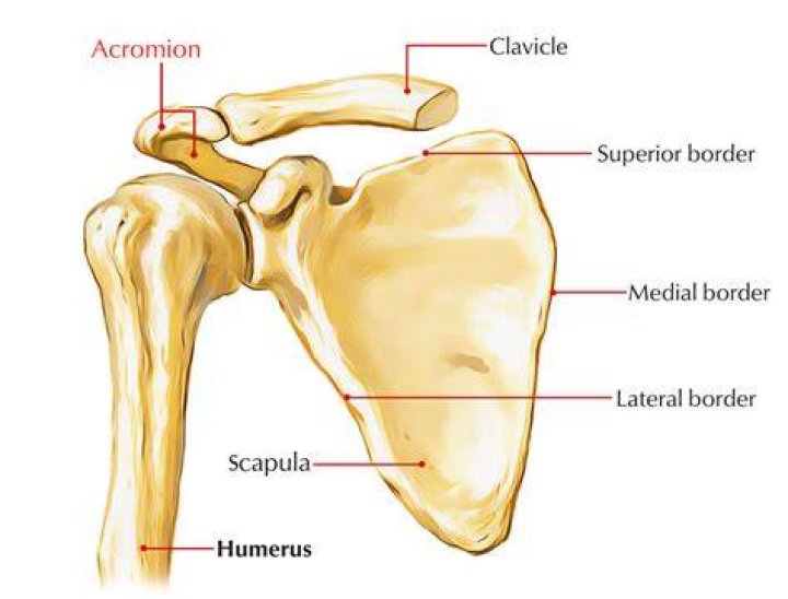 What is the acromion of the scapula?