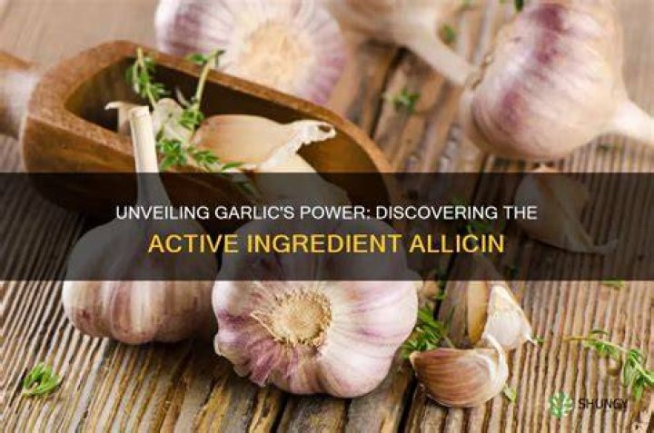 What is the active ingredient in garlic?