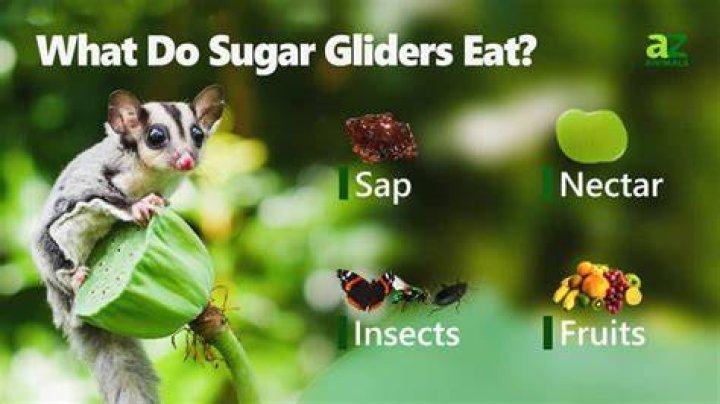 What is the best diet for sugar gliders?