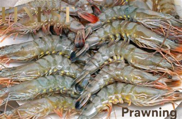 What is the best time for Prawning?