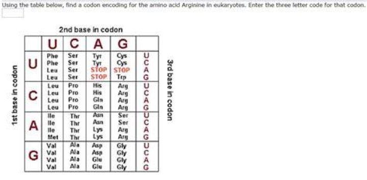 What is the codon for arginine?