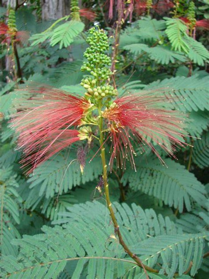 What is the common name of calliandra?