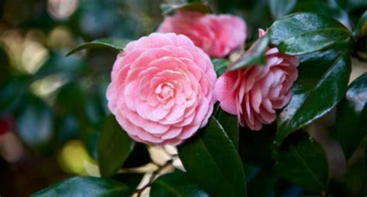 What is the fastest growing camellia?