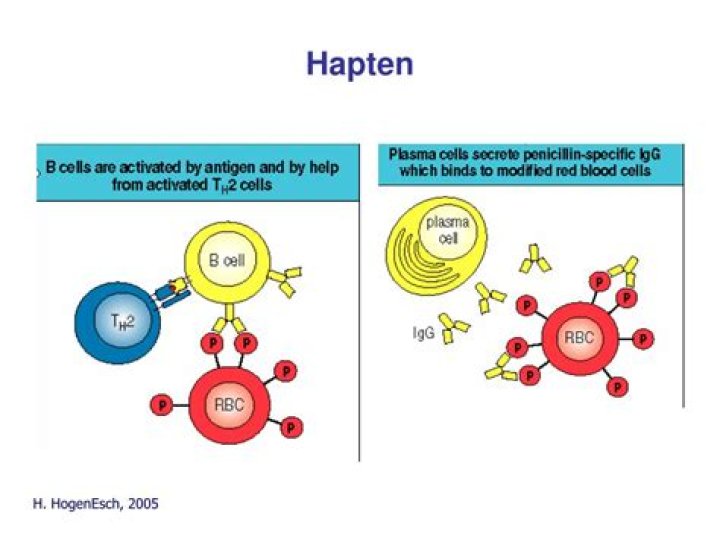 What is the function of hapten?