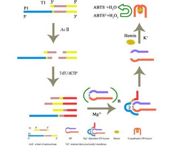 What is the function of terminal transferase?