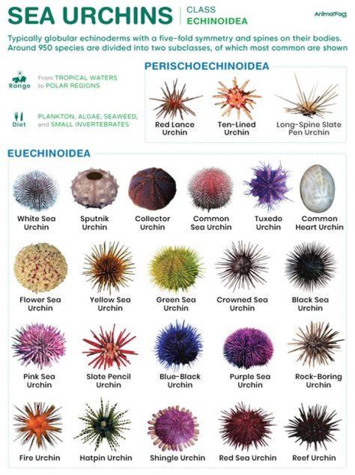What is the genus of a sea urchin?