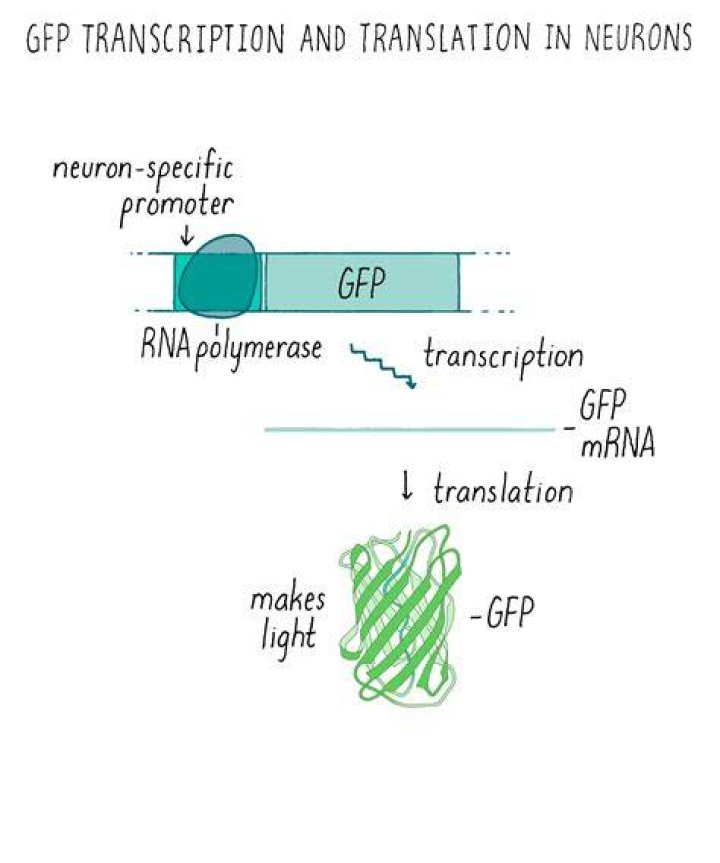 What is the GFP gene?