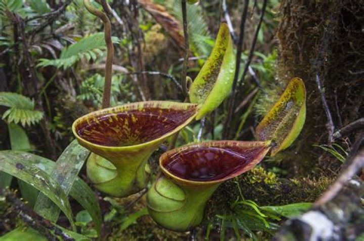 What is the habitat of Nepenthes?