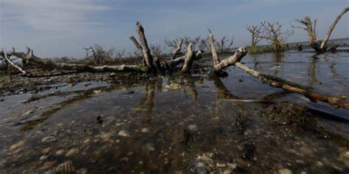 What is the human impact on mangroves?