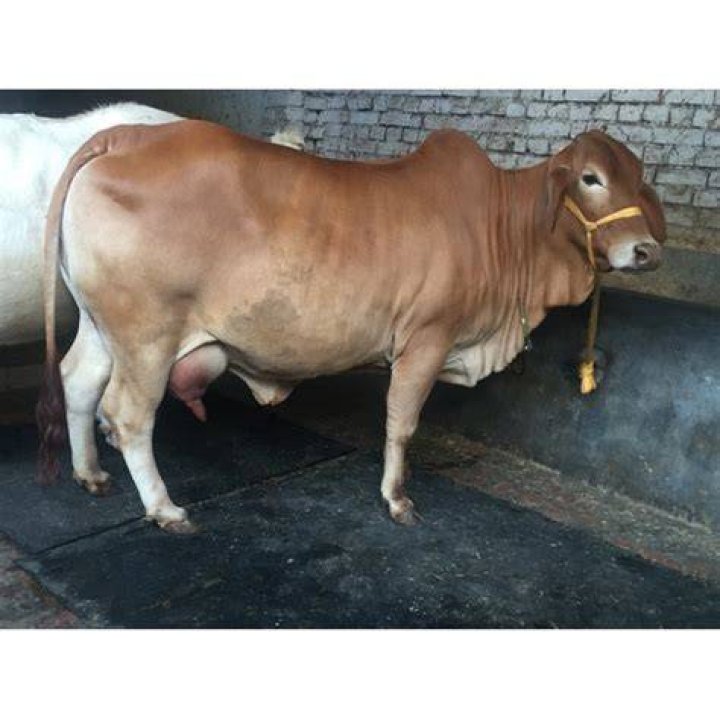 What is the price of Sahiwal cow?