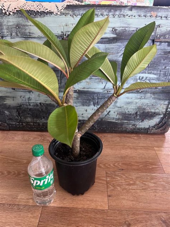 What is the rarest plumeria?