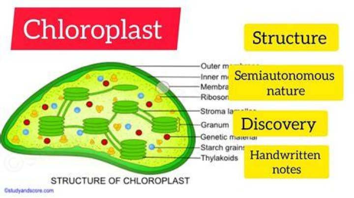 What is the semi-autonomous nature of chloroplast?