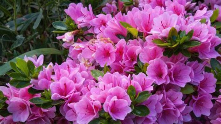 What is the significance of azaleas?