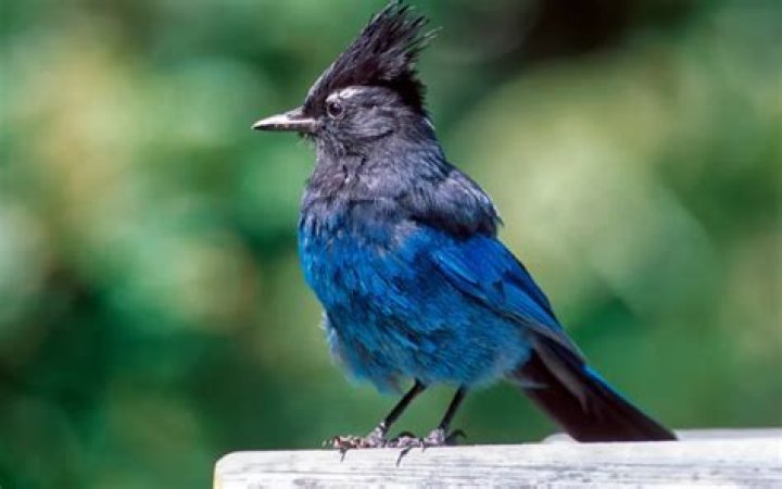 What is the small blue bird in Texas?