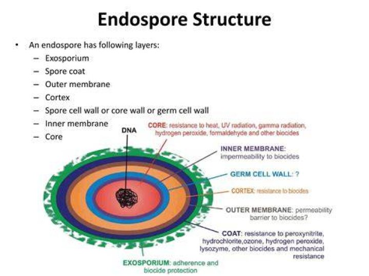 What is the structure of an endospore?