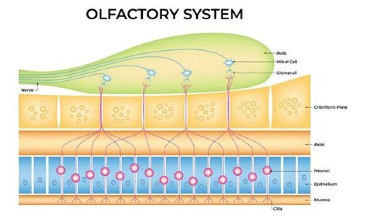 What is the structure of the olfactory system?