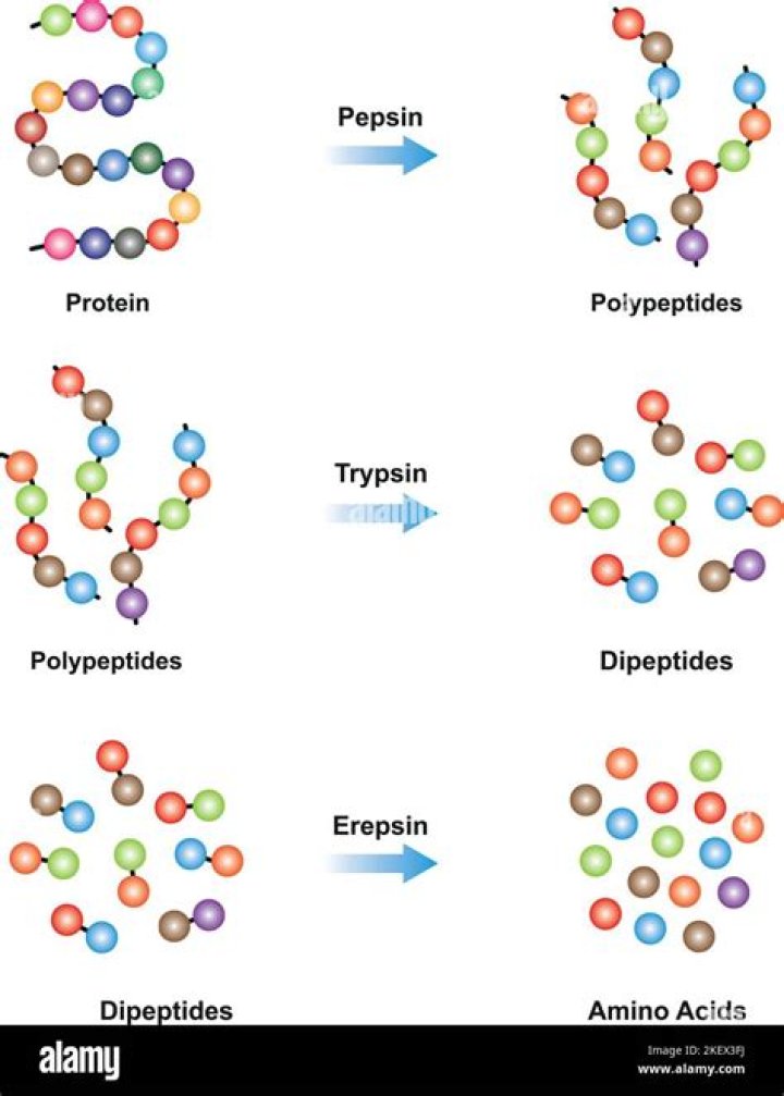 What is trypsin digestion?