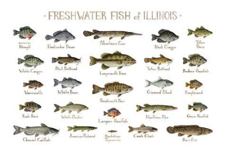 What kind of Fish are in Hovey Lake?