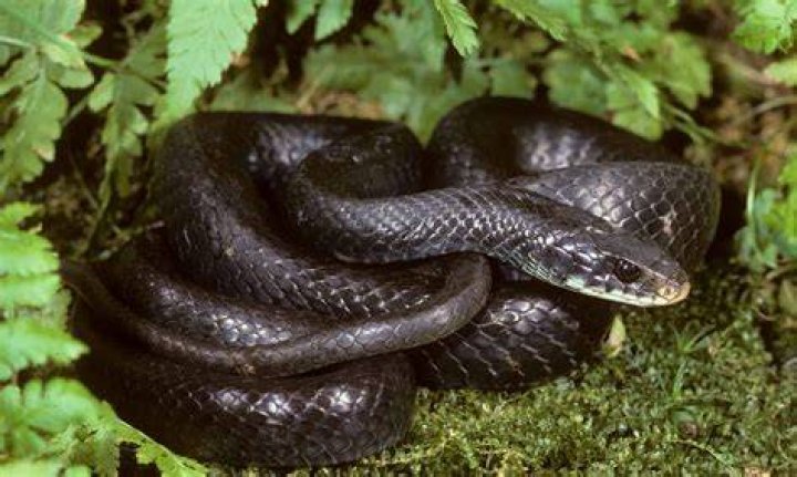 What kind of snake is black in North Carolina?