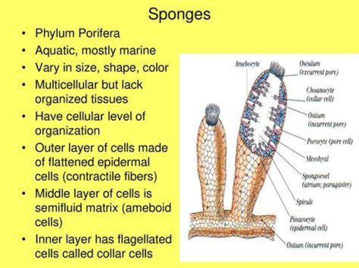 What level of organization does a sponge have?