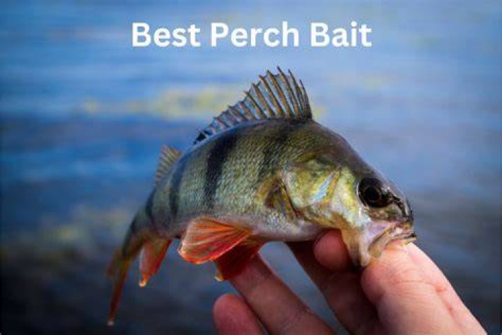 What month is best for perch fishing?