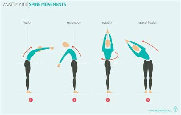 What muscles cause flexion of the spine?