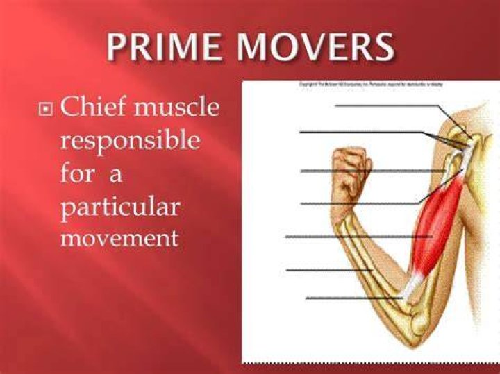 What muscles immobilize the origin of a prime mover?