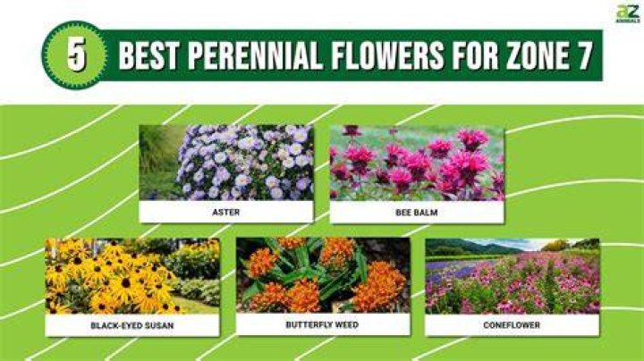 What perennial flowers grow well in Texas?