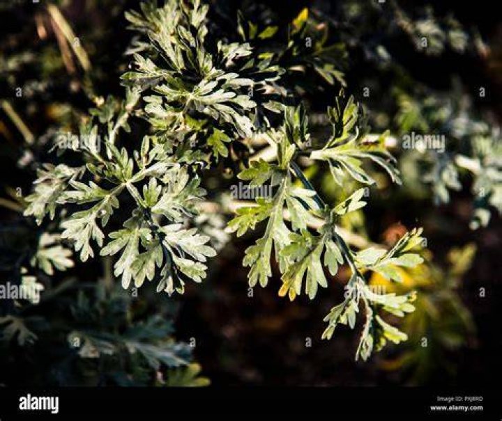 What plant is used to make absinthe?