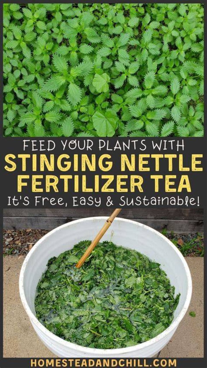 What plants benefit from nettle feed?