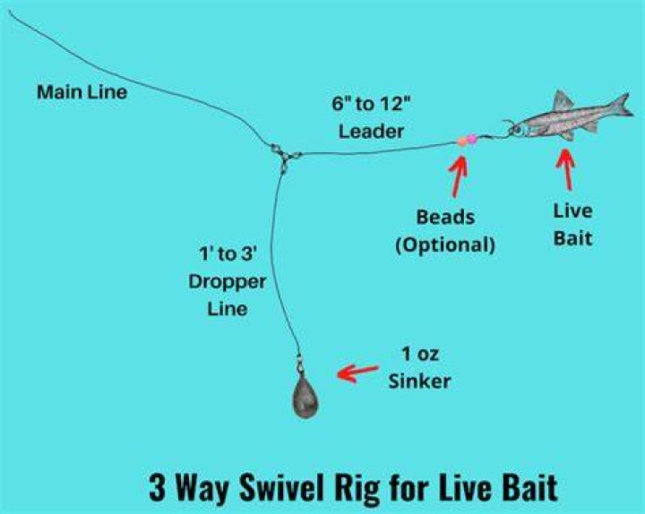 What rig is best for live bait?