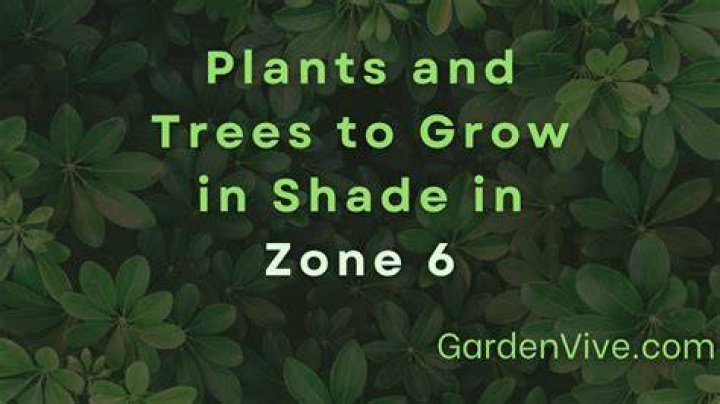 What shrubs grow in full shade in Zone 6?