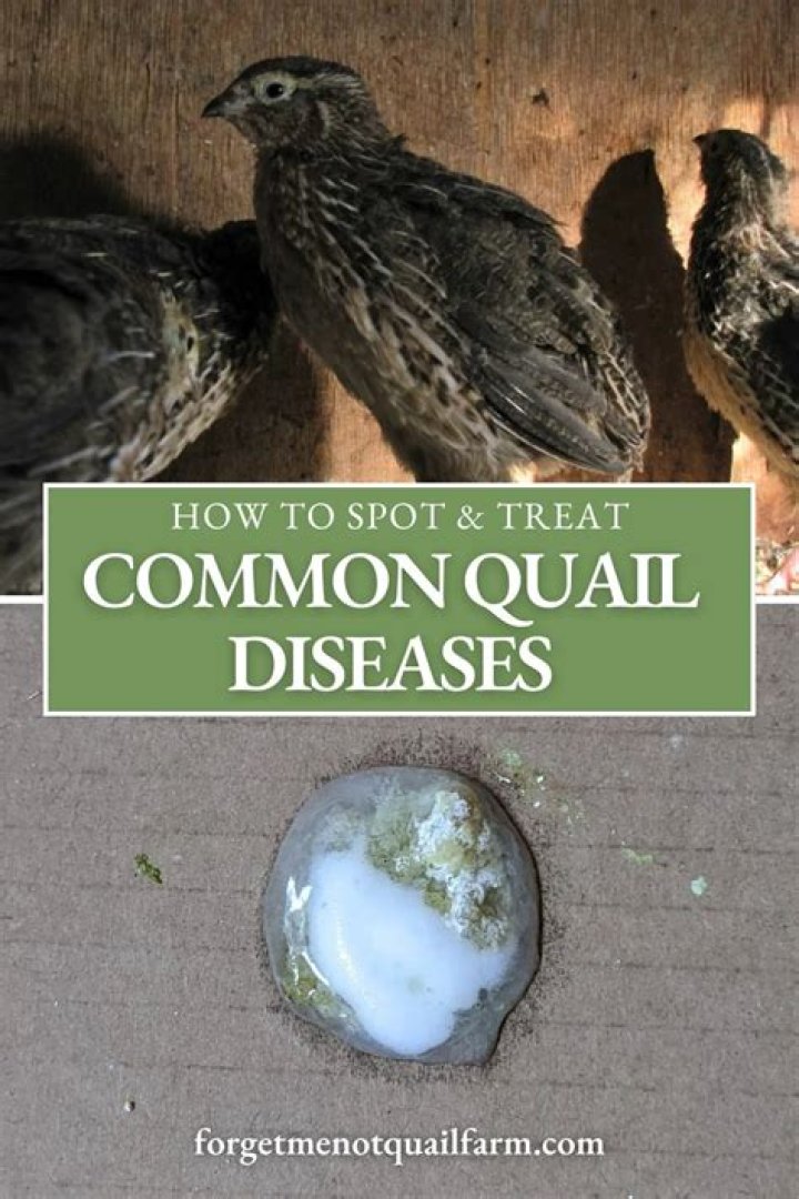 What sickness does quail eggs cure?