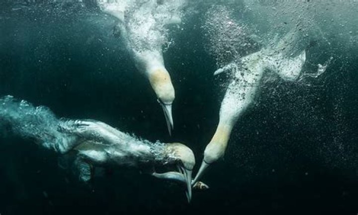 What type of bird dives underwater?