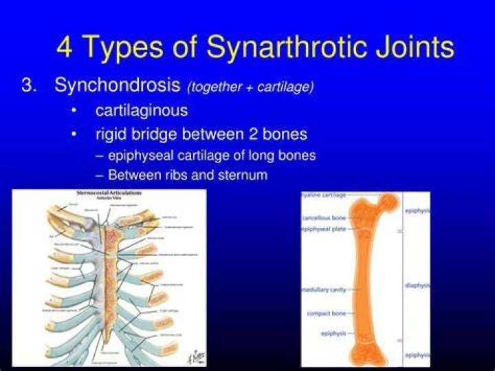 What type of joint is a Synarthrotic joint?