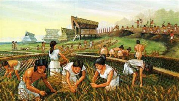 What was important result of the Neolithic Revolution?