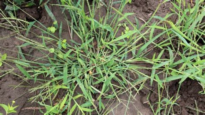 What weed looks like grass in Florida?