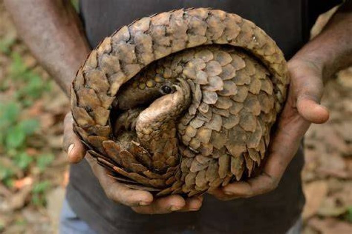 Where are pangolin scales sold?