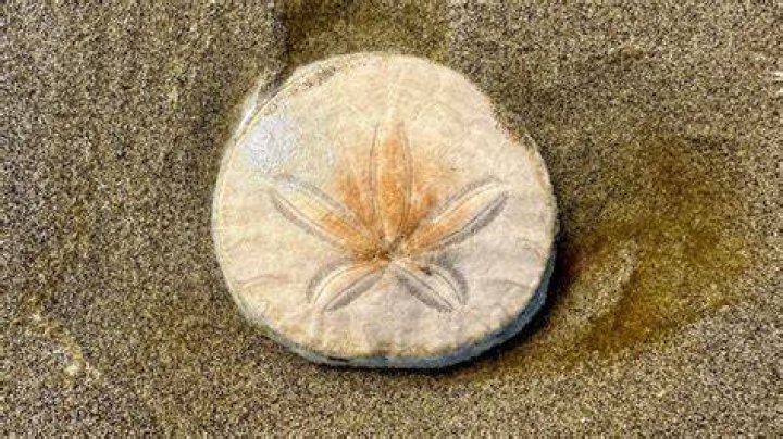 Where can I find sand dollar shells?