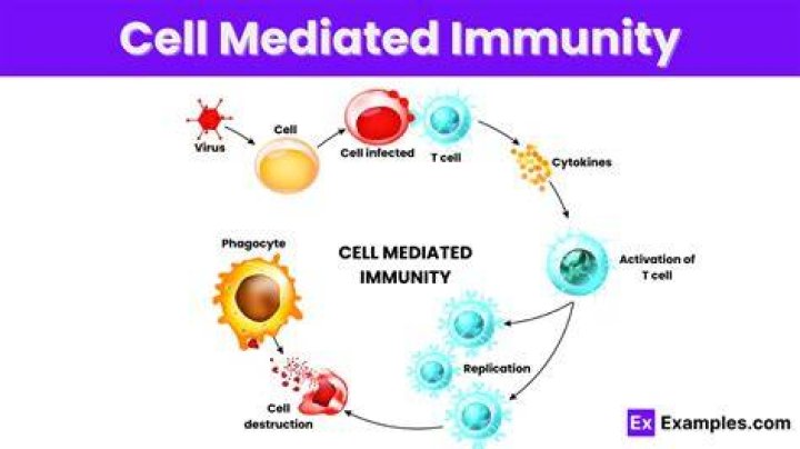 Where does cell mediated immunity occur?