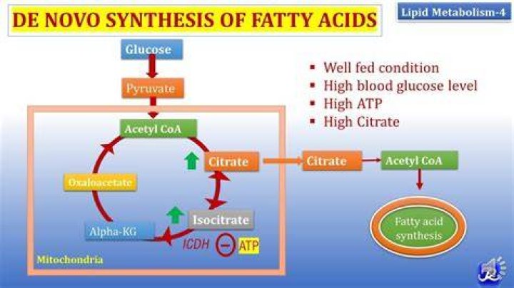 Where does de novo synthesis of fatty acids occurs?