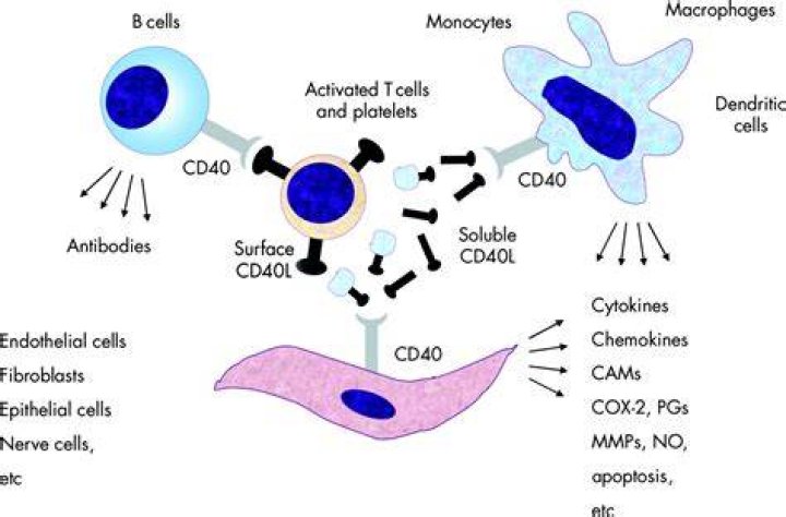 Where is CD40 expressed?