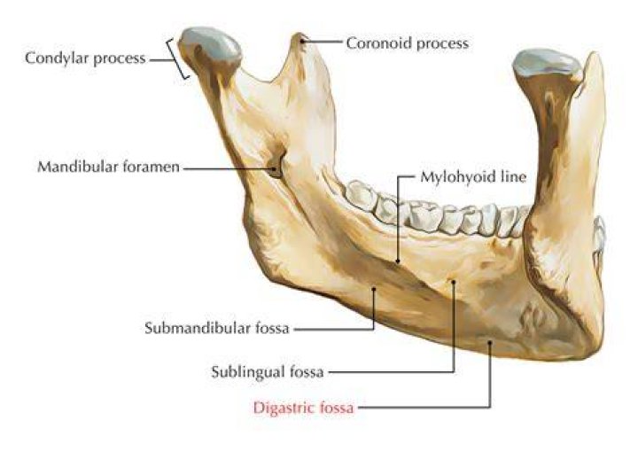 Where is the Digastric fossa located?