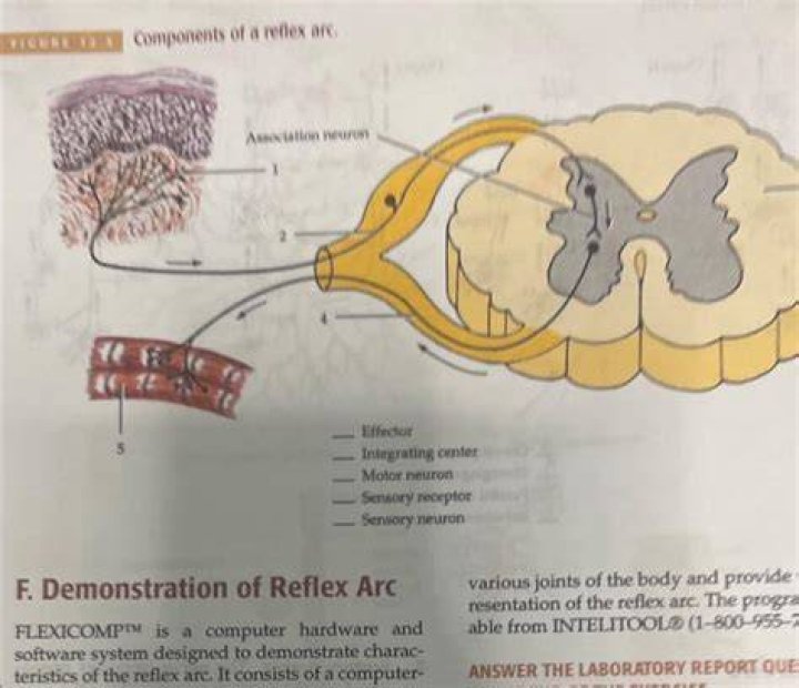 Where is the integration center of a reflex located?