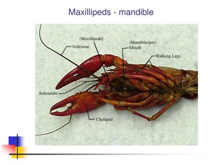 Where is the maxillae on a crayfish?