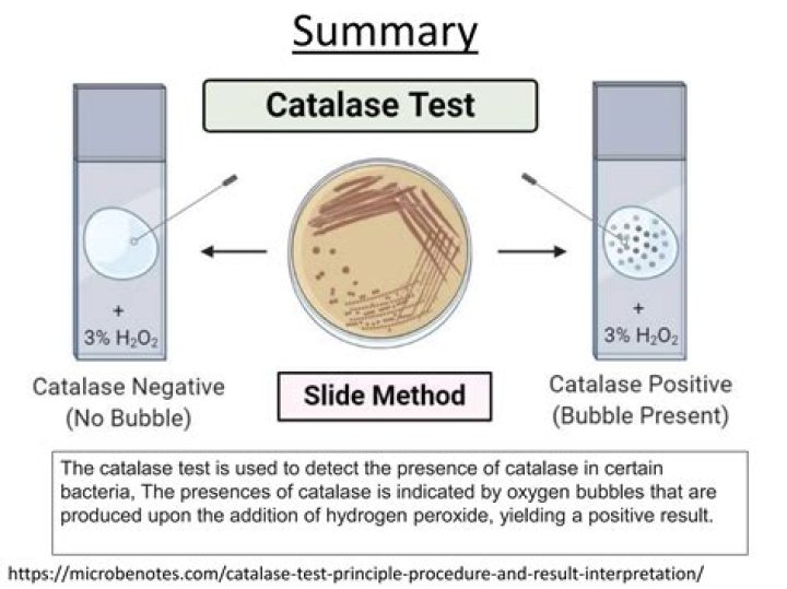 Which bacteria are catalase positive?