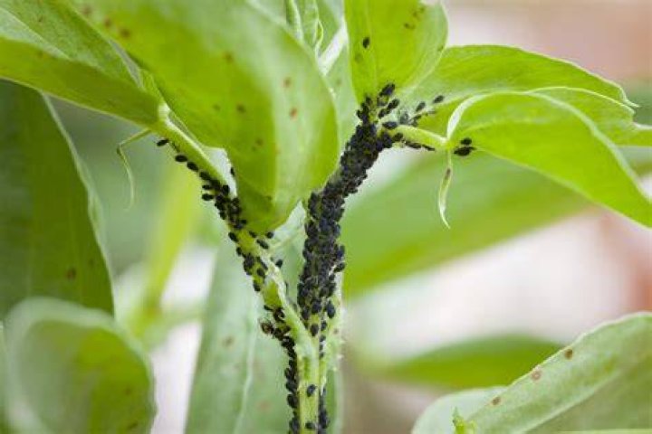 Which insect pest is common in legumes?